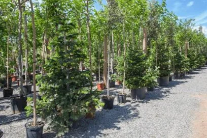mulberry plant nurseries